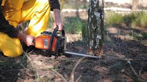 How Our Tree Care Process Works  in Hope Valley, RI